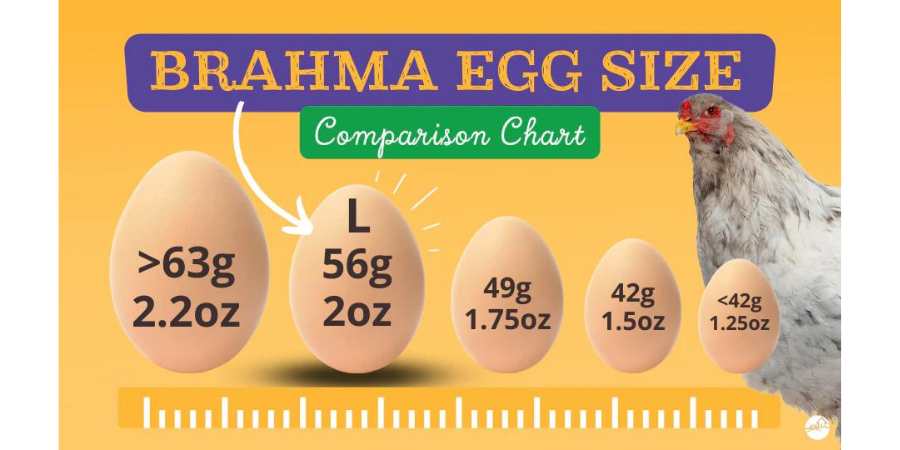 A Comprehensive Guide To Giant Brahma Chickens Manna Pro